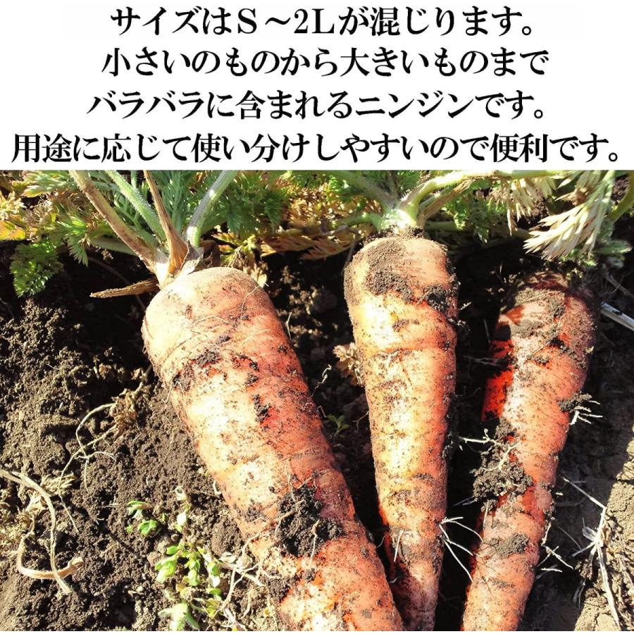 人参 訳あり 国産 にんじん 10kg 人参 サイズバラバラ 濃厚な味わい カレーやピクルス 漬物 離乳食に ベビーフード 爆買 |  | 01