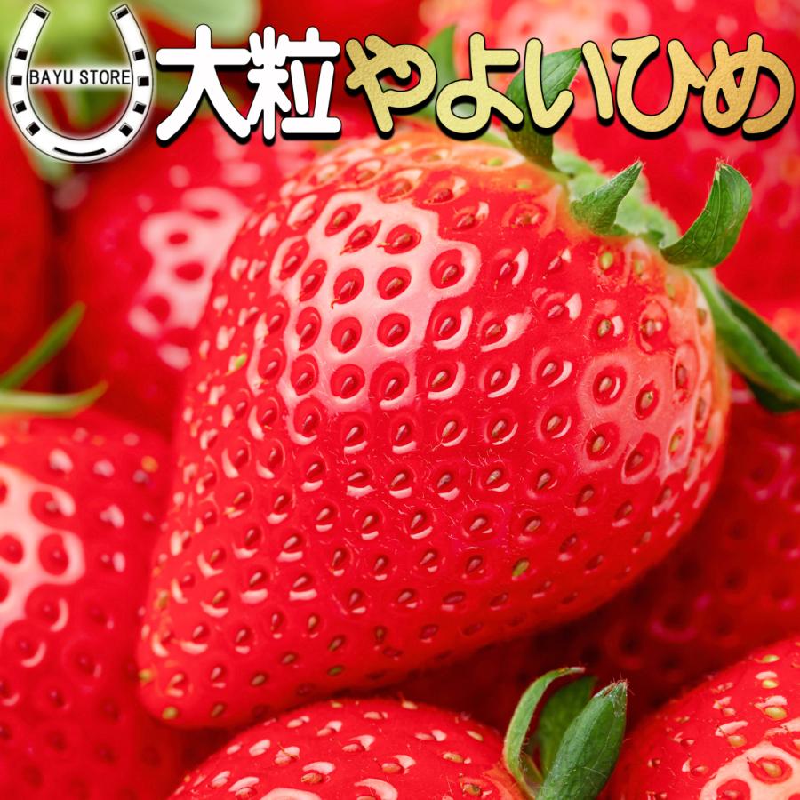 いちご 高級 やよいひめ 大粒 茨城県産 2パック 14 粒 3 4lサイズ 甘くて濃い味の大粒いちご 大粒いちご 甘い いちご 高級いちご 高級フルーツ ギフト 食品