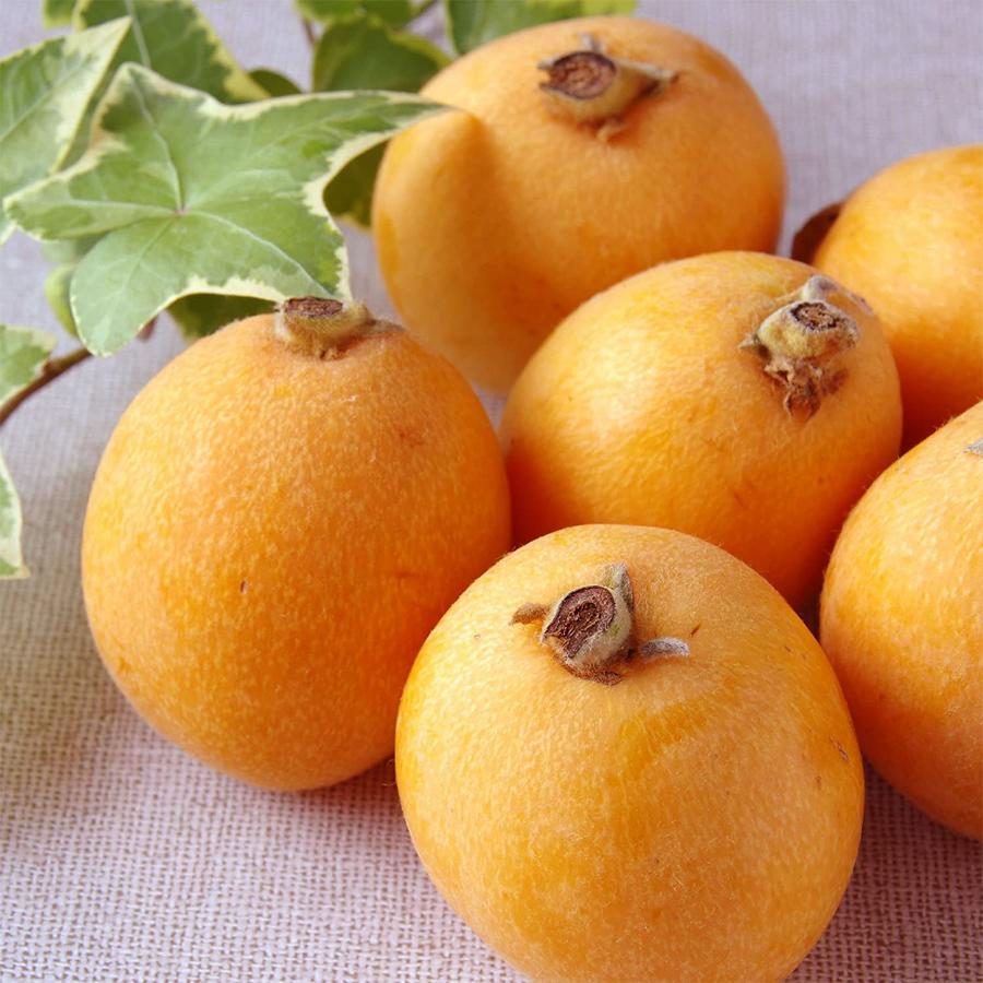 びわ 茂木びわ 長崎県産 高級 大玉 秀品 L 3lサイズ 8 12粒 上品な香りと瑞々しい果肉 枇杷 ビワ フルーツ 果物 ギフト 贈り物 プレゼント 贈答用 お中元 Bayu Store 通販 Yahoo ショッピング