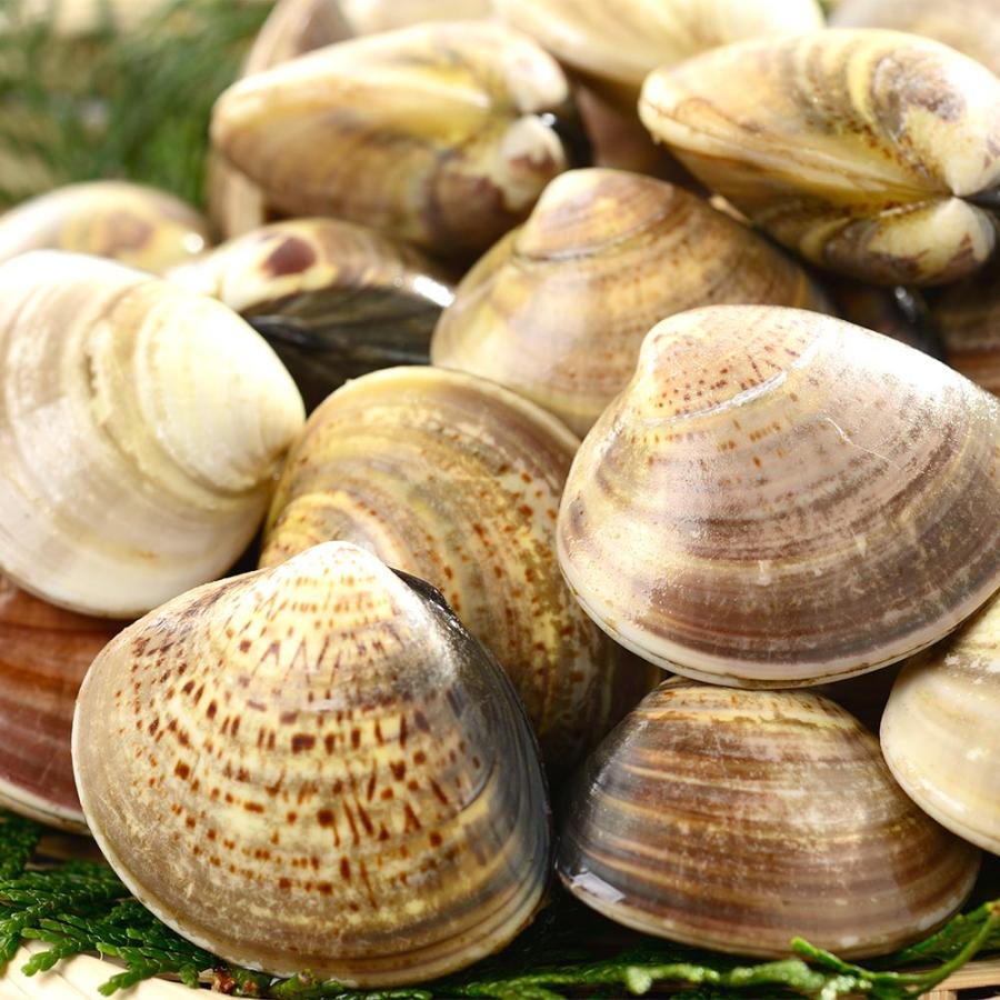 殻付き はまぐり Lサイズ 500g (10〜15粒) 赤穂の塩 付き 冷凍食品 真空 BBQ 酒蒸し お食い初め 貝  出汁 ハマグリ お吸いもの 爆買 | 