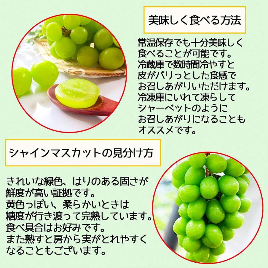 桃  4玉 マスカット 1房 敬老の日 2026 ギフト 旬のフルーツセット 2種 セット 葡萄 果物 爆買 |  | 03