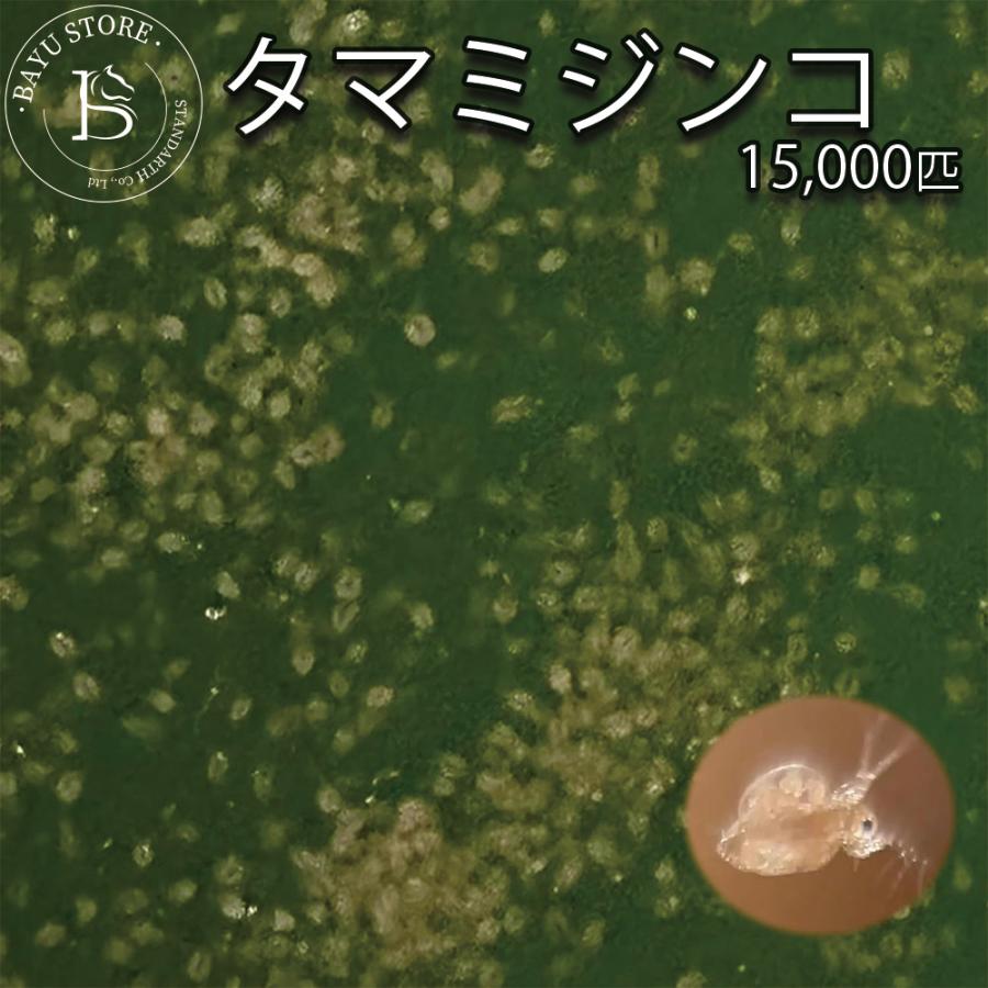 タマミジンコ 5g(約15000匹) 魚の餌 生き餌 クロレラ グリーンウォーター メダカフレンド 微生物 アクアリウム 爆買 | 