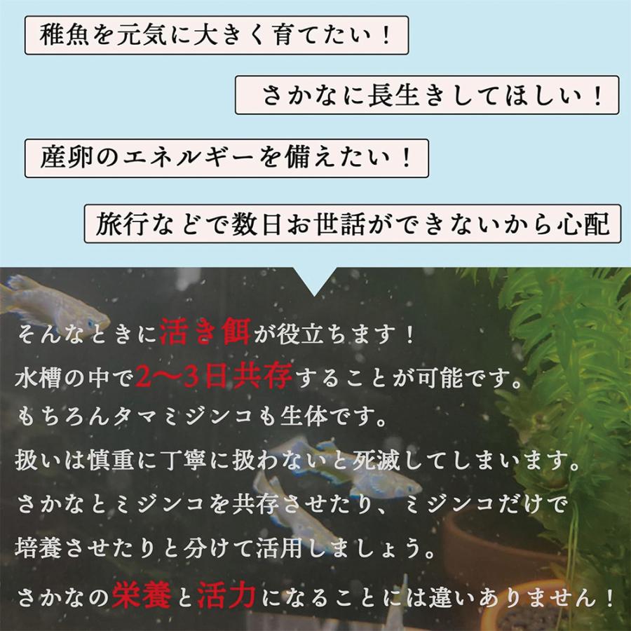 タマミジンコ 5g(約15000匹) 魚の餌 生き餌 クロレラ グリーンウォーター メダカフレンド 微生物 アクアリウム 爆買 |  | 04