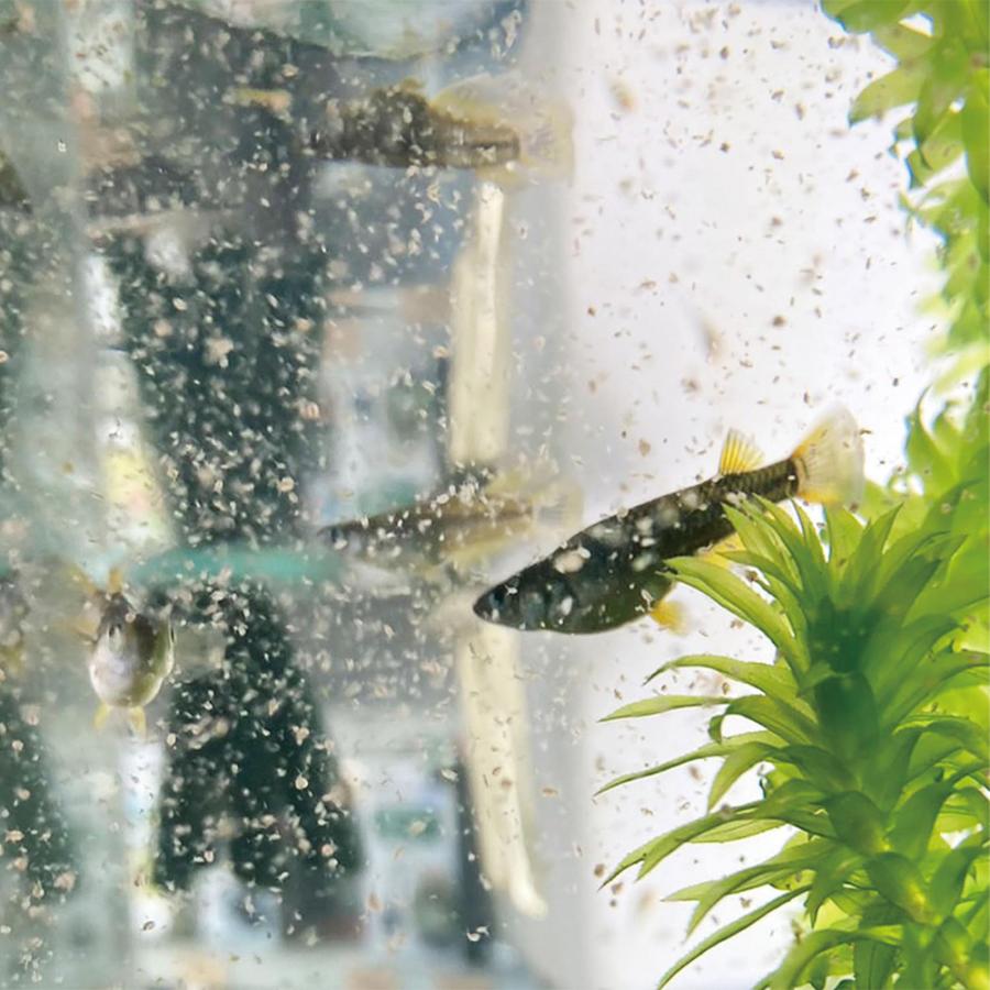 タマミジンコ 5g(約15000匹) 魚の餌 生き餌 クロレラ グリーンウォーター メダカフレンド 微生物 アクアリウム 爆買 |  | 07