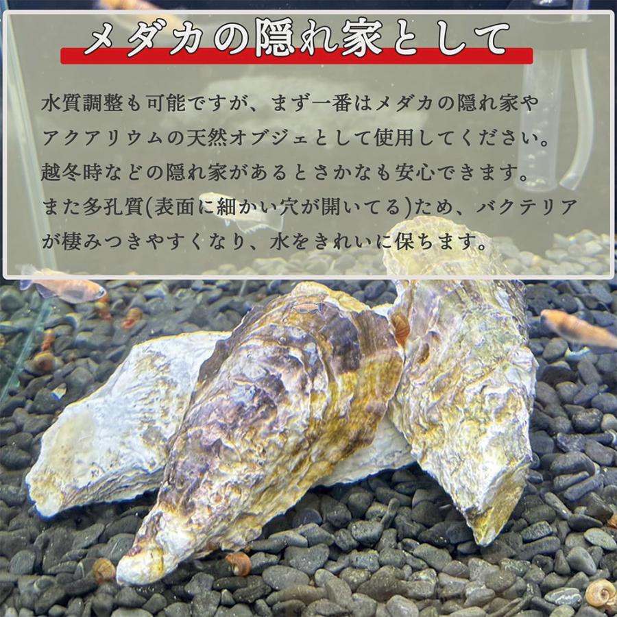 牡蠣殻 国産 300g (8〜10枚) メダカフレンド 金魚 水質 安定 浄化 ph調整 隠れ家 アクアリウム 貝殻 爆買 |  | 04