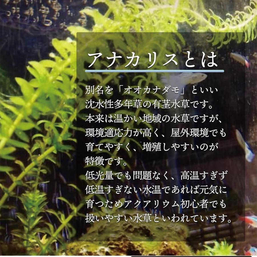 メダカ 水草 アナカリス 20本 国産 農薬不使用 金魚藻 オオカナダモ 有茎草 アクアリウム メダカフレンド 爆買 |  | 02