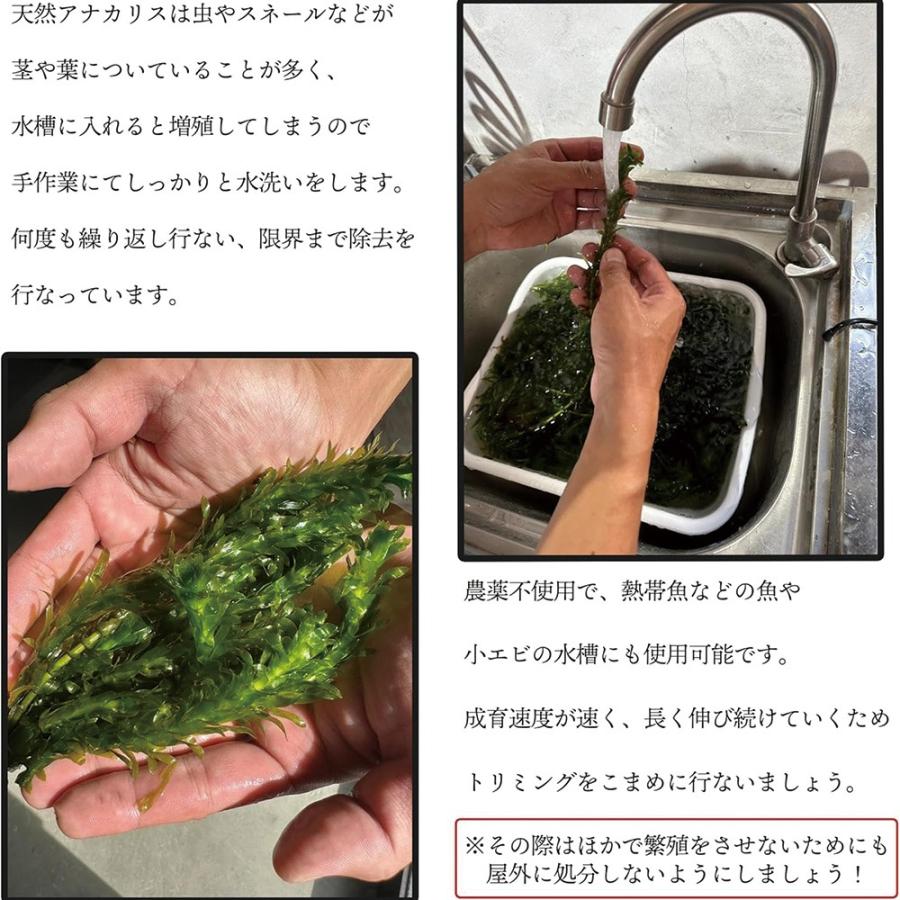 メダカ 水草 アナカリス 20本 国産 農薬不使用 金魚藻 オオカナダモ 有茎草 アクアリウム メダカフレンド 爆買 |  | 03