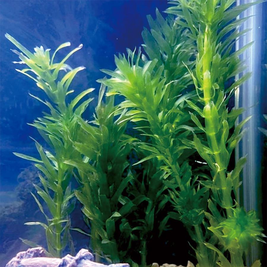 アナカリス メダカ 水草 国産 30本 農薬不使用 金魚藻 オオカナダモ 有茎草 アクアリウム メダカフレンド 爆買 |  | 01