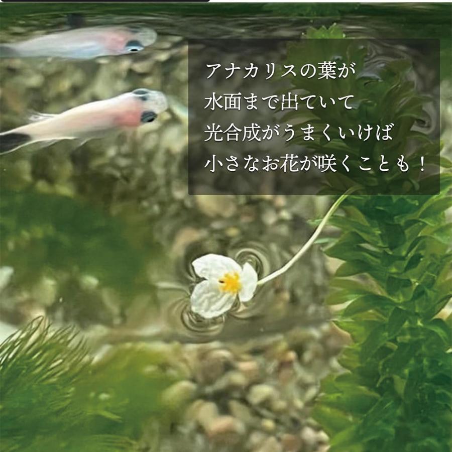 アナカリス メダカ 水草 国産 30本 農薬不使用 金魚藻 オオカナダモ 有茎草 アクアリウム メダカフレンド 爆買 |  | 04