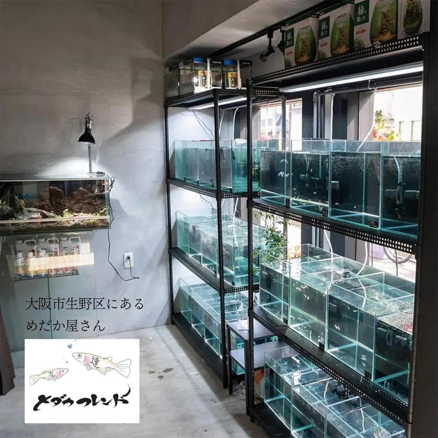 アナカリス メダカ 水草 国産 30本 農薬不使用 金魚藻 オオカナダモ 有茎草 アクアリウム メダカフレンド 爆買 |  | 06