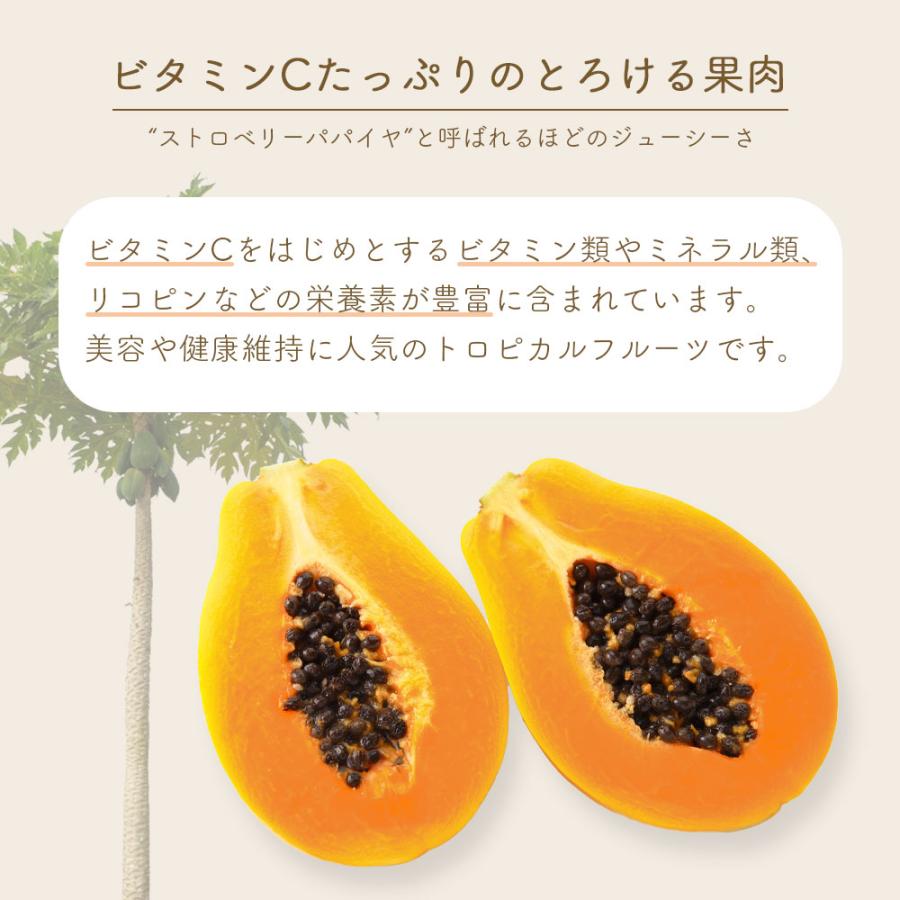 国産 パパイヤ 約2kg 3〜7玉 サンライズソロ トロピカルフルーツ 果物 生鮮 爆買 |  | 03