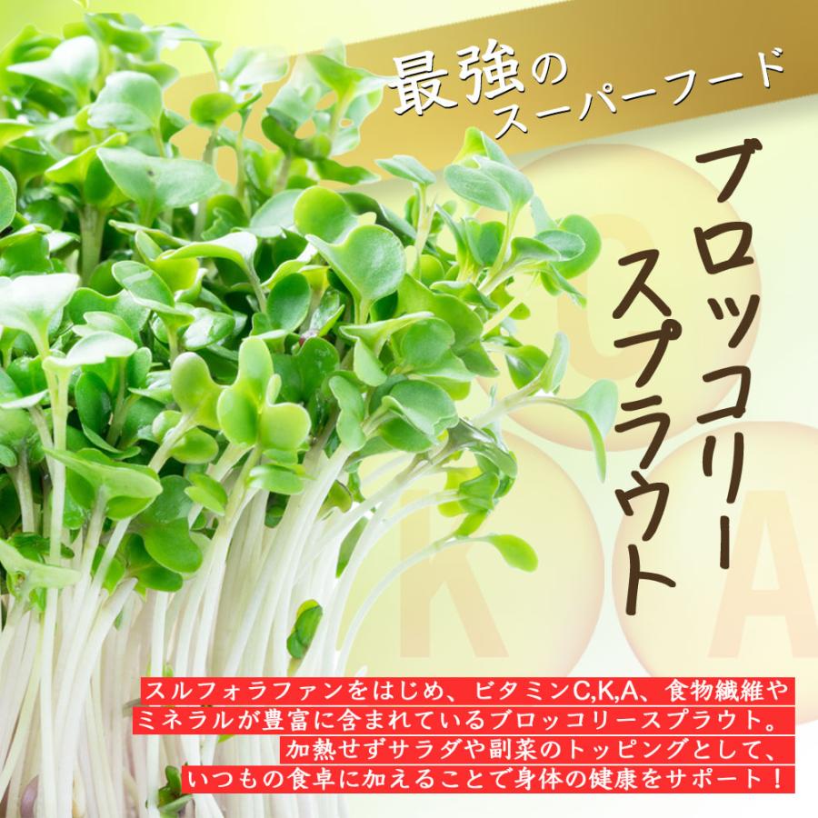 ブロッコリースプラウト種子(300ml×2袋) 高濃度 スルフォラファン含有 品種 カラブリーゼ種 有機栽培種子 爆買 |  | 01