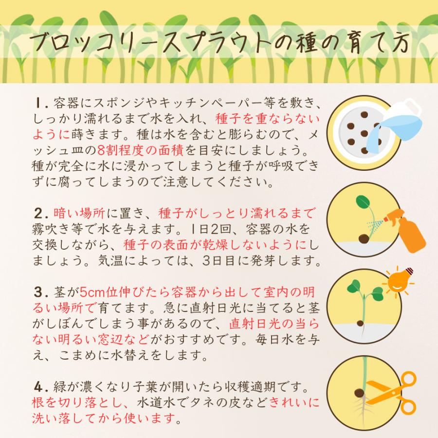 ブロッコリースプラウト種子(300ml×2袋) 高濃度 スルフォラファン含有 品種 カラブリーゼ種 有機栽培種子 爆買 |  | 06