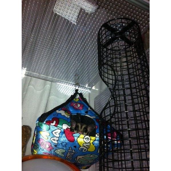 フクロモモンガ 専用 飼育 ケージ 50 : アクリルケージ屋さん フクロモモンガ 専用 飼育 ケージ 50 : アクリルケージ屋さん