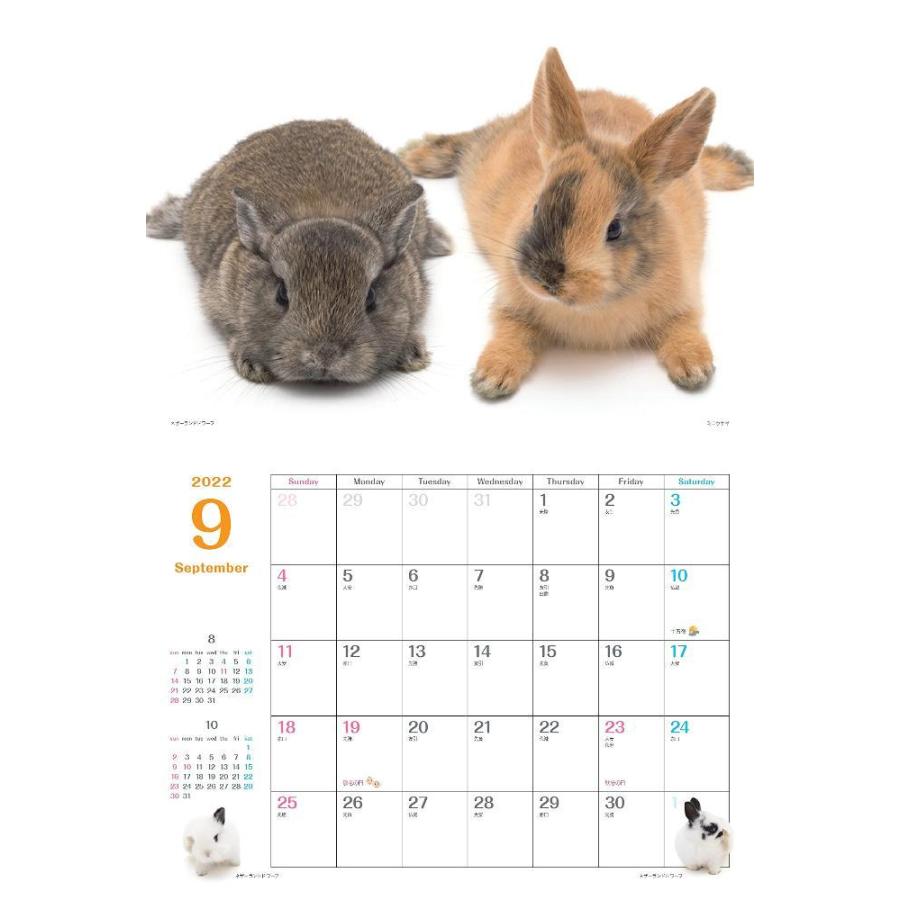 Co Jp 限定 カレンダー22 ウサギぴょんぴょん 月めくり 壁掛け 特典データ スマホ壁紙画像 ヤマケイカレンダー22 Gys Nft Shop ヤフー店 通販 Yahoo ショッピング