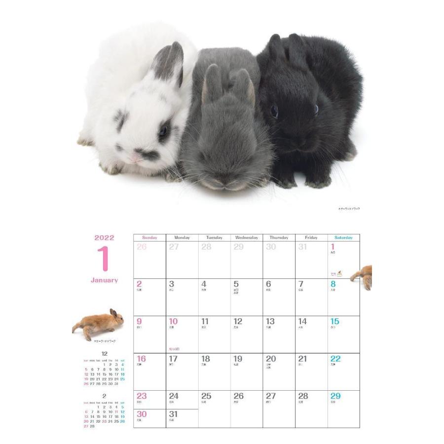 Co Jp 限定 カレンダー22 ウサギぴょんぴょん 月めくり 壁掛け 特典データ スマホ壁紙画像 ヤマケイカレンダー22 Gys Nft Shop ヤフー店 通販 Yahoo ショッピング