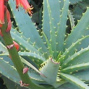 最新情報 アロエ 静岡県産 無添加100 パウダー 100g 4個 驚きの値段 Www Tiebreak Fr