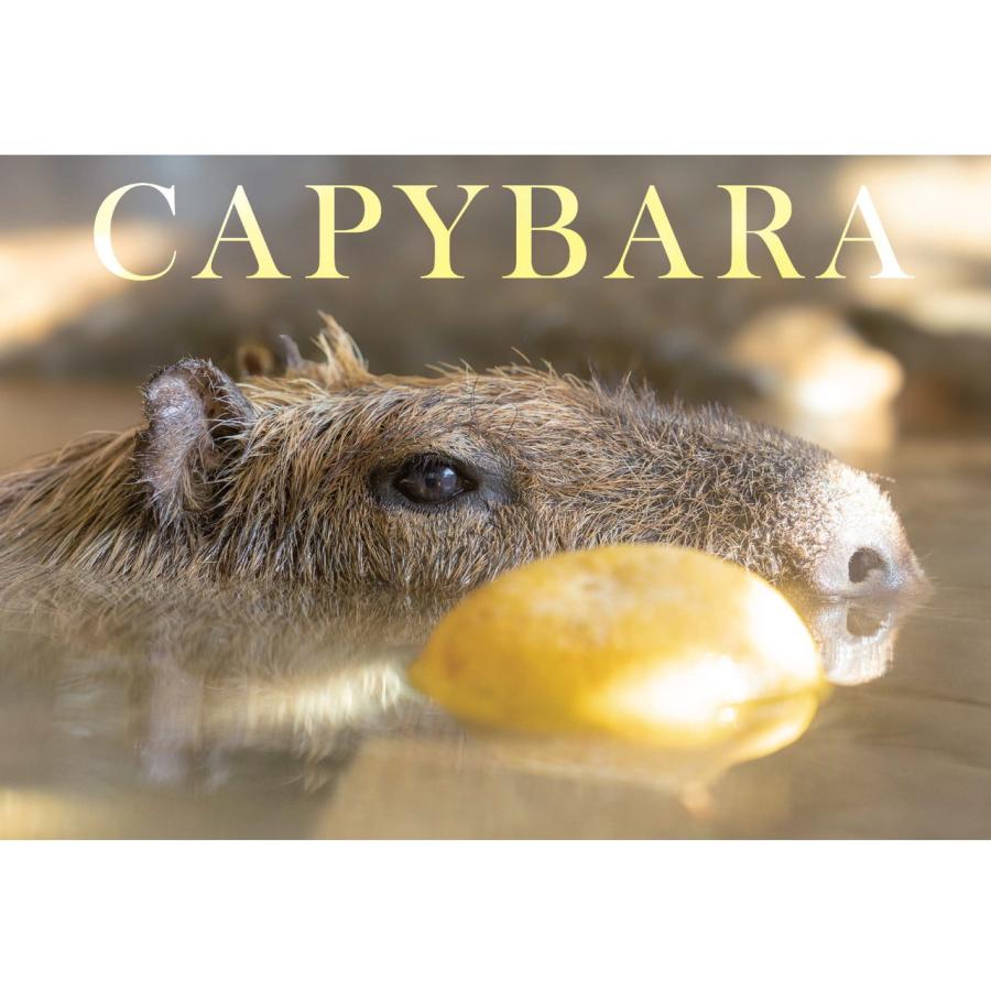 カピバラ ネコポス可】カピバラカレンダー2026 長崎Ver. : 長崎バイオパーク