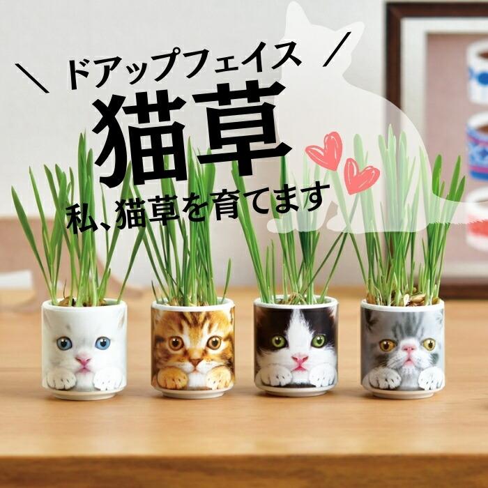 栽培キット 西洋マタタビ キャットニップ 猫草 ペット 愛猫 子供 家庭