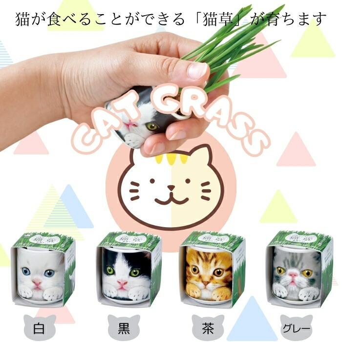 栽培キット 西洋マタタビ キャットニップ 猫草 ペット 愛猫 子供 家庭