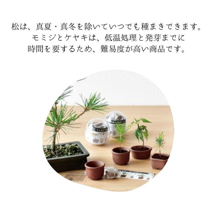 シール付 盆栽 栽培セット 育てるカプセル まめ盆栽 種から育てる 観葉植物 ミニ盆栽 キット 初心者 室内 ガチャガチャ 陶器鉢 黒松 赤松 欅 ケヤキ もみじ 紅葉_1