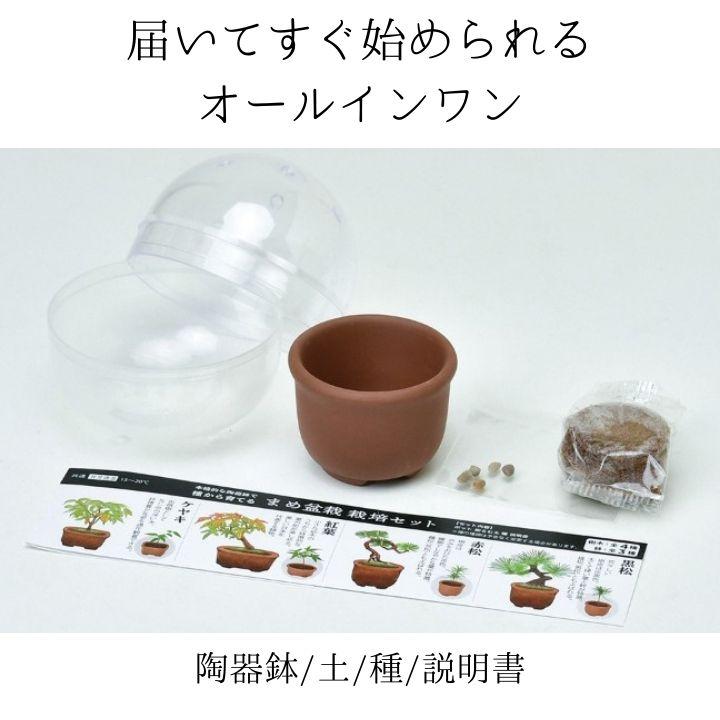 シール付 盆栽 栽培セット 育てるカプセル まめ盆栽 種から育てる 観葉植物 ミニ盆栽 キット 初心者 室内 ガチャガチャ 陶器鉢 黒松 赤松 欅 ケヤキ もみじ 紅葉_2