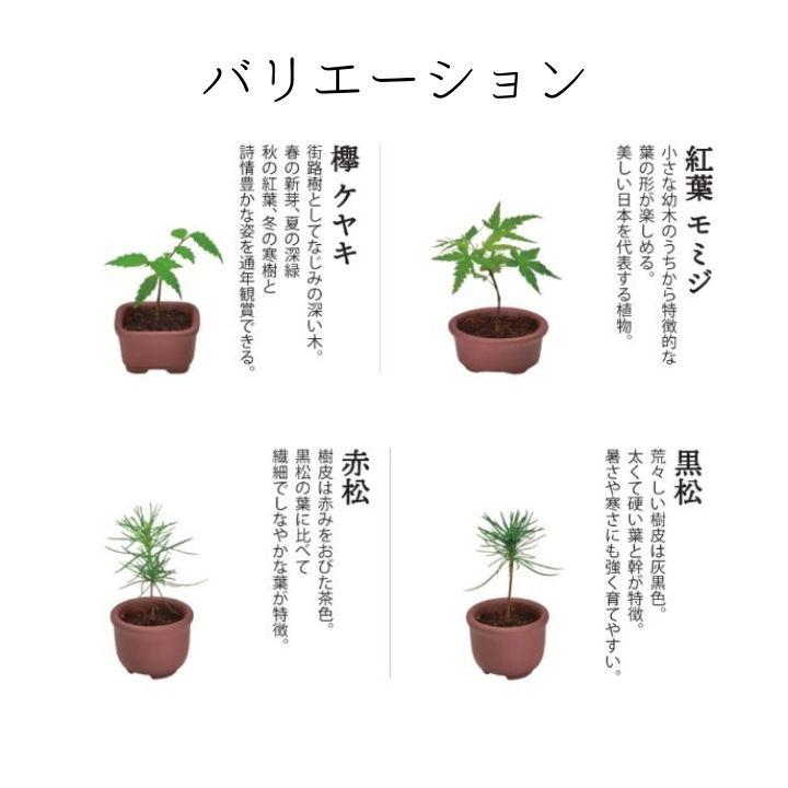 シール付 盆栽 栽培セット 育てるカプセル まめ盆栽 種から育てる 観葉植物 ミニ盆栽 キット 初心者 室内 ガチャガチャ 陶器鉢 黒松 赤松 欅 ケヤキ もみじ 紅葉_3