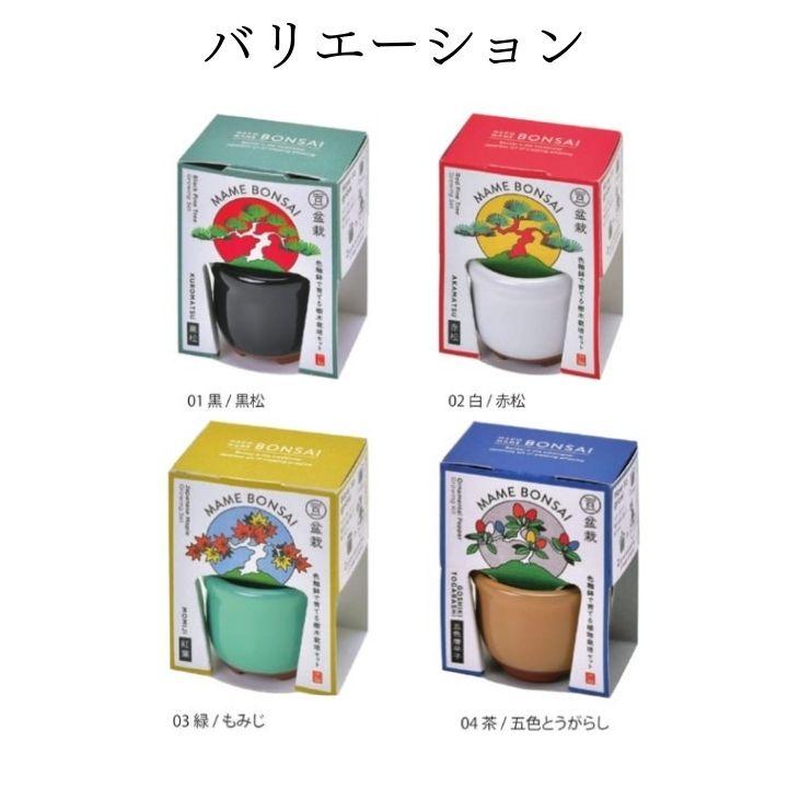 栽培キット 盆栽 栽培セット HACO MAME 豆盆栽 陶器 鉢 ミニ盆栽 黒松