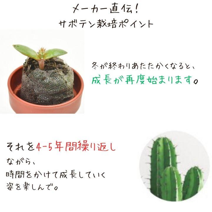 栽培キット 家庭菜園 おうち菜園 丸サボテン 柱サボテン ウチワ