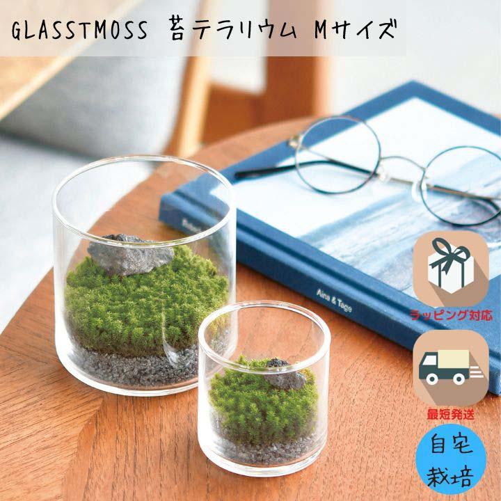 シール付 苔 テラリウム 苔テラリウム キット 園芸 栽培キット