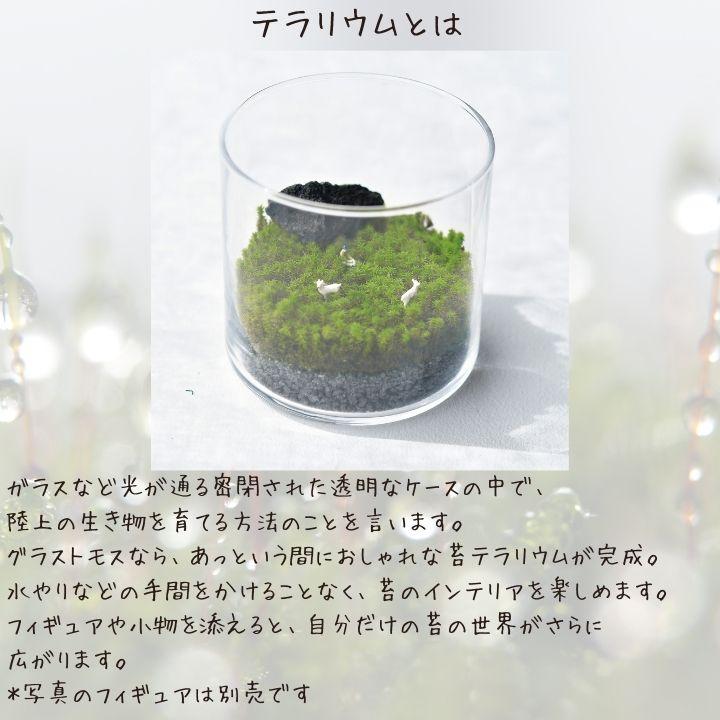 苔 テラリウム 苔テラリウム キット 園芸 栽培キット スナゴケ こけ