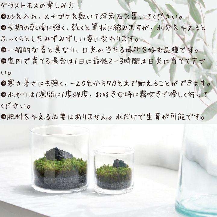 苔 テラリウム 苔テラリウム キット 園芸 栽培キット スナゴケ こけ