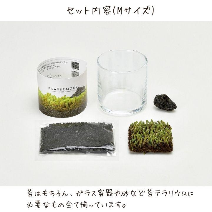 苔 テラリウム 苔テラリウム キット 園芸 栽培キット スナゴケ こけ