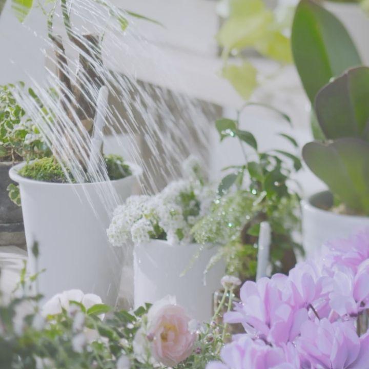 サスティー シングルパック sustee グリーン 水やりチェッカー 植物の水分計 栽培キット 観葉植物 盆栽 植物 水やり 水 土 鉢 おしゃれ チェッカー |  | 10