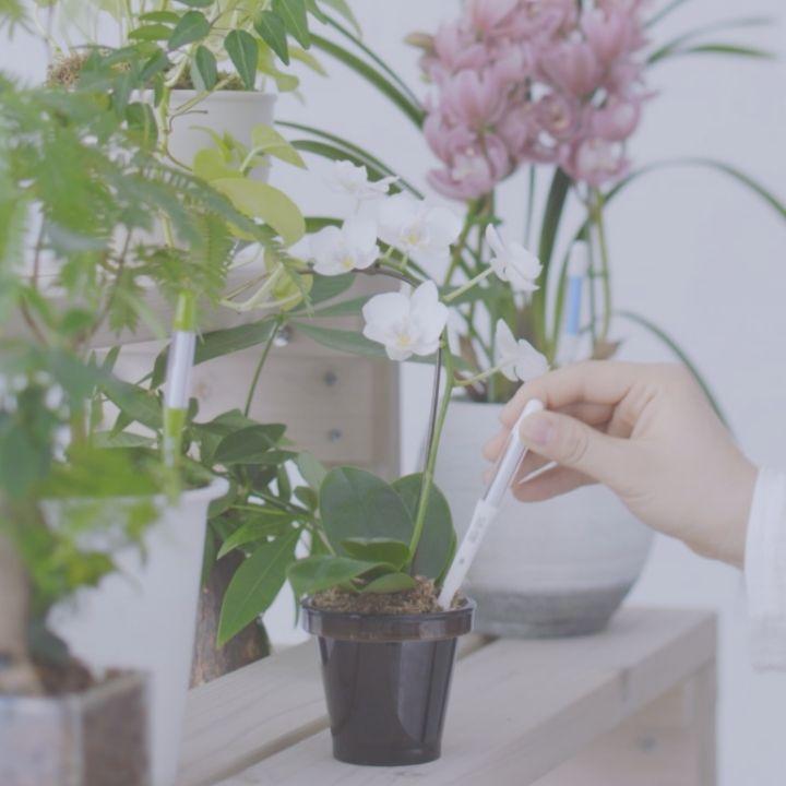 サスティー シングルパック sustee グリーン 水やりチェッカー 植物の水分計 栽培キット 観葉植物 盆栽 植物 水やり 水 土 鉢 おしゃれ チェッカー |  | 09