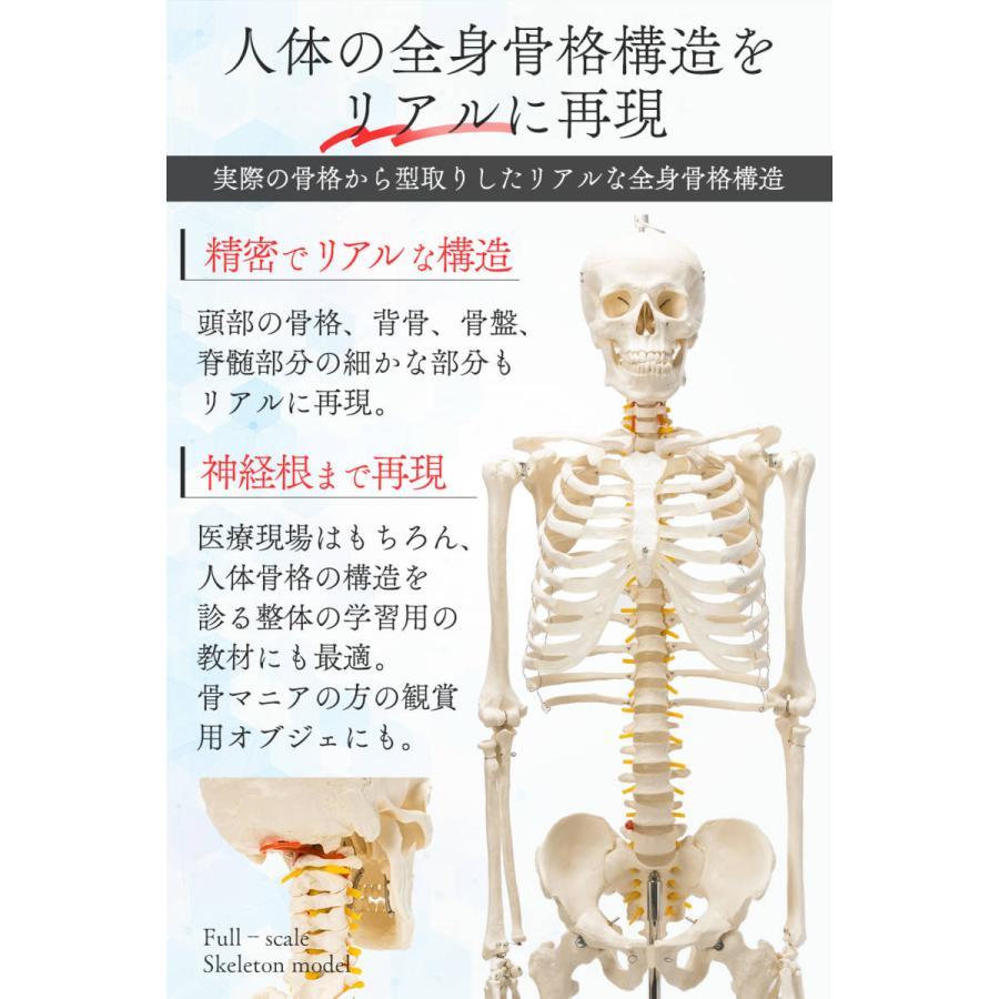 国際規格認証品】等身大 人体模型 170cm 神経根有り 全身骨格 国際規格認証品】等身大 人体模型 170cm 神経根有り 全身骨格