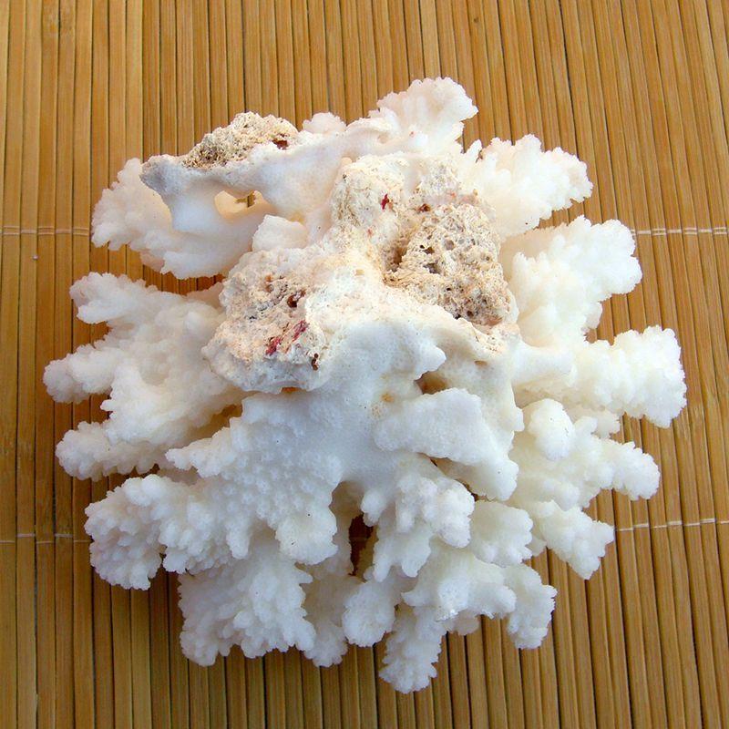 サンゴ 置物 珊瑚礁 海 マリン インテリア アンティーク オブジェ 約11cm｜nicegrowingshop｜03