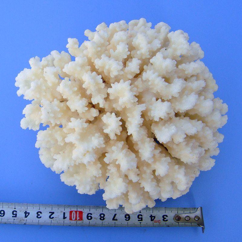サンゴ 置物 珊瑚礁 海 マリン インテリア アンティーク オブジェ 約11cm｜nicegrowingshop｜04