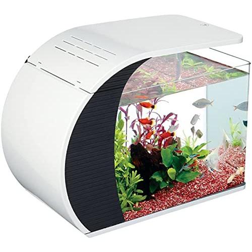 テトラ Tetra Ledアークアクアリウム Arc 43 Arc 43 水槽容量 観賞魚生体 ペット用品 生き物 約19l 水槽 アクアリウム 熱帯魚 S 2525 Vendor Narrow 金魚 メダカ かわいい