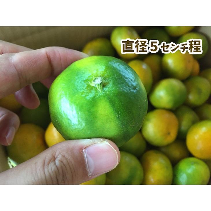 9月下旬より順次発送　極早生温州みかん「日南一号」5kg 宮崎県日南市 にちなんいちごう 送料無料（小SS〜S） |  | 02