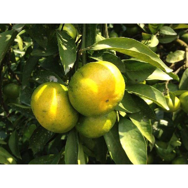 9月下旬より順次発送　極早生温州みかん「日南一号」5kg 宮崎県日南市 にちなんいちごう 送料無料（小SS〜S） |  | 03