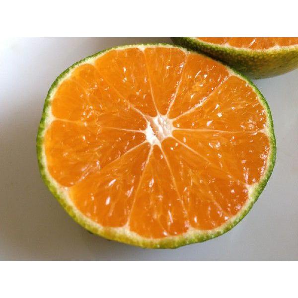 s1さま専用出品 日南N1 極早生 新5年生 9号 27cm ポリポット入り 9月下旬より順次発送 極早生温州みかん「日南一号」5kg 宮崎県日