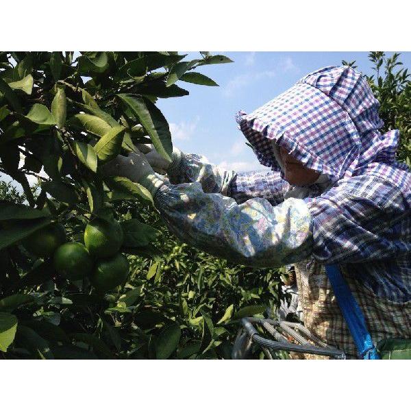 9月下旬より順次発送　極早生温州みかん「日南一号」5kg 宮崎県日南市 にちなんいちごう 送料無料（小SS〜S） |  | 05