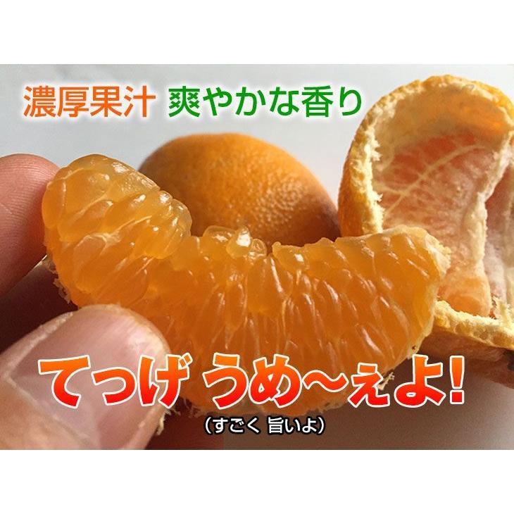 【10kg 家庭用】Lサイズ 濃厚香り違う! 宮崎県 日南産 ポンカン 訳あり 訳あり 日南海岸ぽんかん 家庭用にお得な10kg 宮崎県日南市より12月