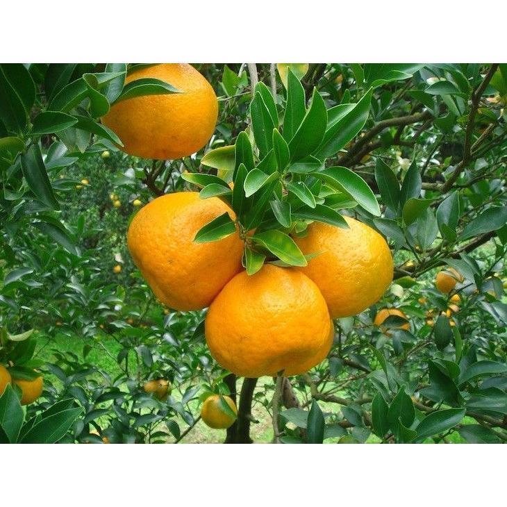 訳あり 日南海岸ぽんかん 家庭用にお得な10kg 宮崎県日南市より12月