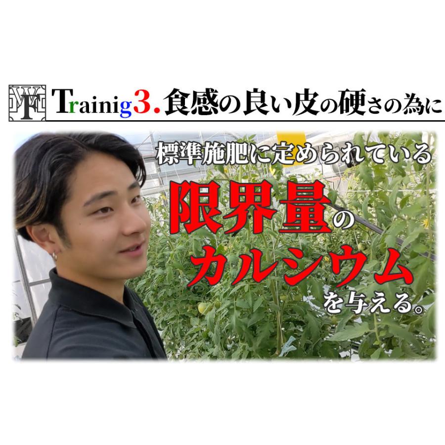 ホワイトフィールド チェストマト みそら109-1A/1ｋｇ｜nichinan25｜10