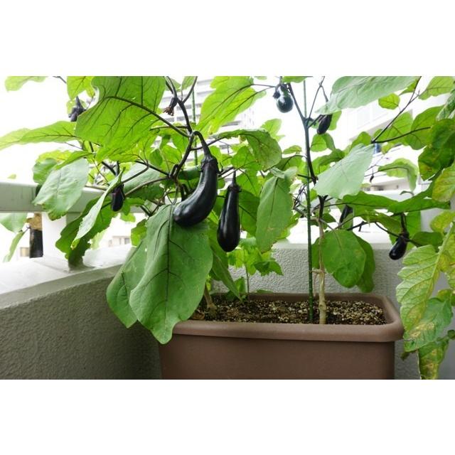 エコプランター ２個セット 深55型 ブラウン 送料込 |  | 03