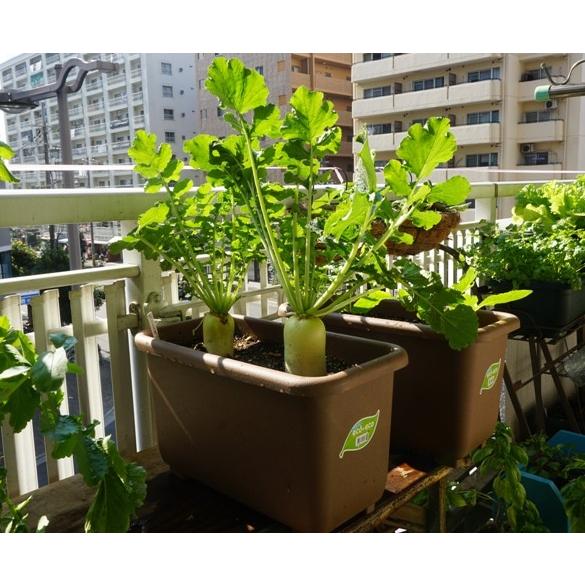 エコプランター ４個セット 深45型 ブラウン 送料込 |  | 02