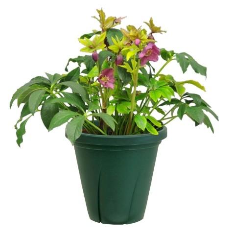 スリット鉢 １０号 根はり鉢 ダークグリーン スリット 鉢 プランター おしゃれ 植木鉢 野菜 家庭菜園 |  | 02