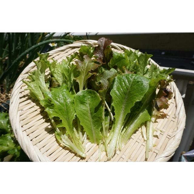 野菜 栽培セット サラダミックス レタスミックス 栽培キット 野菜 栽培セット サラダミックス レタスミックス 栽培キット